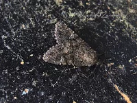 Kooluil [Mamestra brassicae]